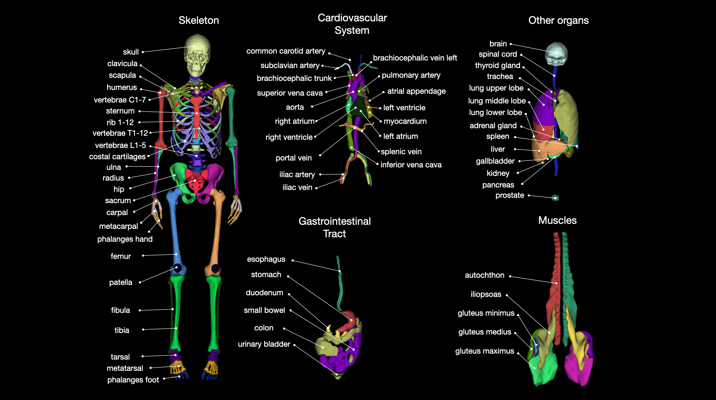 TotalSegmentator